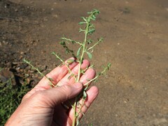 Amaranthus albus