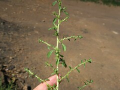 Amaranthus albus