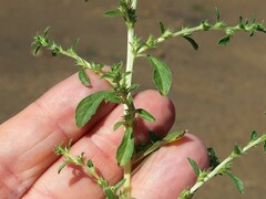 Amaranthus albus
