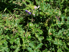 Solanum linnaeanum
