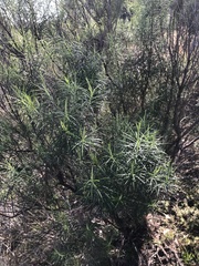 Cassinia longifolia