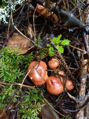 Cortinarius bolaris