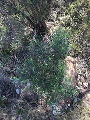 Cassinia longifolia
