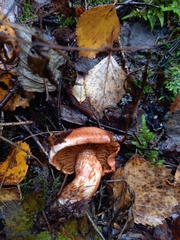 Cortinarius bolaris
