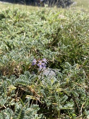 Astragalus sempervirens