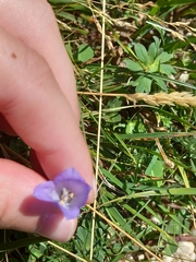 Campanula rotundifolia