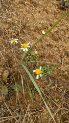 Matricaria chamomilla