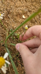 Matricaria chamomilla