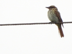 Myiodynastes maculatus