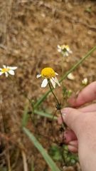 Matricaria chamomilla