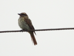 Myiodynastes maculatus