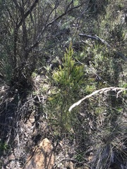 Exocarpos cupressiformis