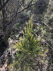 Exocarpos cupressiformis