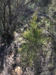 Exocarpos cupressiformis