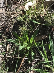 Xerochrysum viscosum