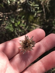 Xerochrysum viscosum