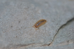 Oniscidea