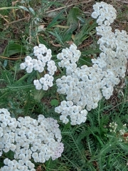 Achillea millefolium
