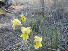 Gladiolus carinatus