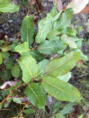 Salix pseudomonticola