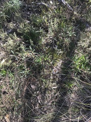 Xerochrysum viscosum