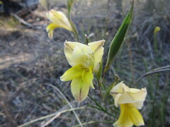 Gladiolus carinatus