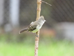 Elaenia