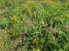 Leptochloa panicoides