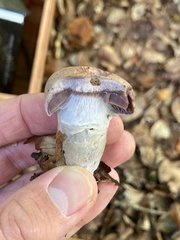 Cortinarius traganus