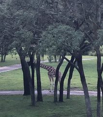 Giraffa