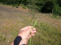 Leptochloa panicoides