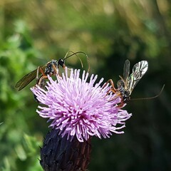 Pimpla turionellae