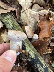 Cortinarius traganus