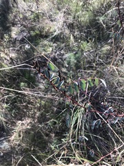 Indigofera australis