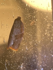 Pandemis cinnamomeana