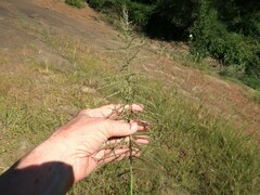 Leptochloa panicoides