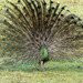 Javan Green Peafowl - Photo (c) Jesse Long, some rights reserved (CC BY-NC), uploaded by Jesse Long