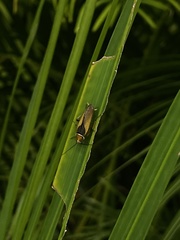 Ellipsidion