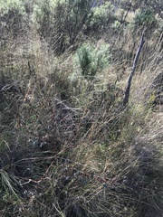 Indigofera australis