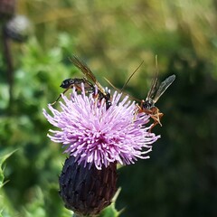 Pimpla turionellae