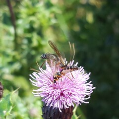 Pimpla turionellae