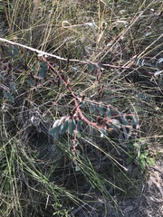 Indigofera australis