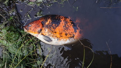 Cyprinus rubrofuscus
