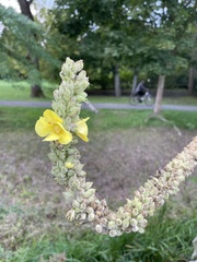 Verbascum densiflorum