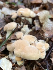 Hydnum repandum
