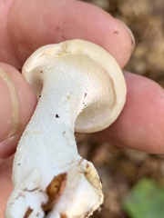 Hydnum repandum