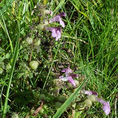 Pedicularis palustris