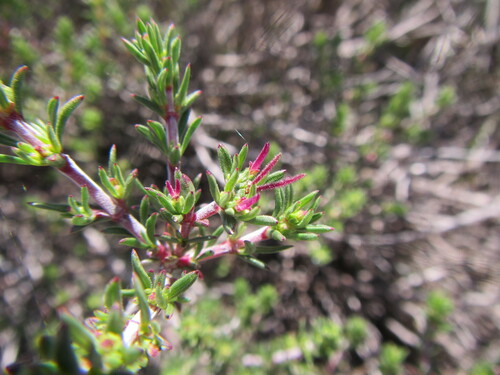 Image of Nenax acerosa by (c) douglaseustonbrown, some rights reserved (CC BY-SA)