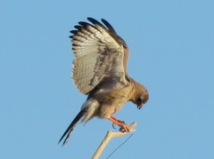 Melierax canorus argentior