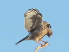 Melierax canorus argentior